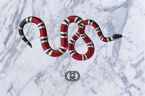 what kinda snake is the gucci snake